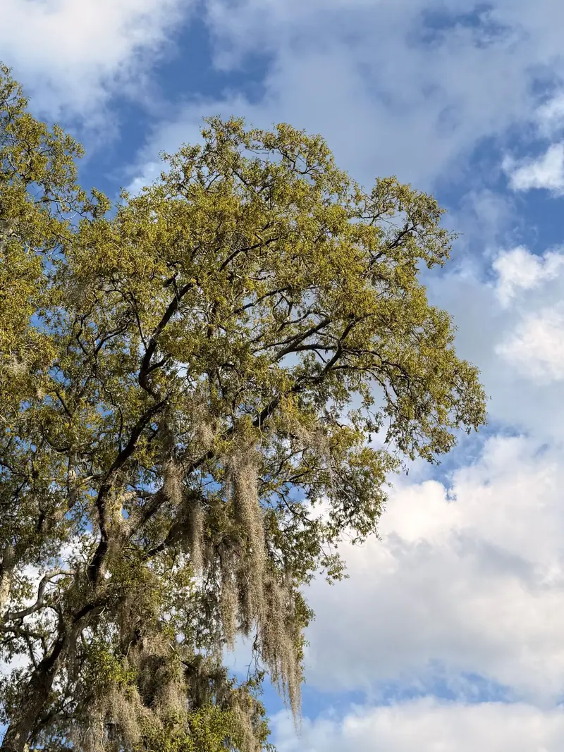 Live oak draped in Spanish moss under a blue sky